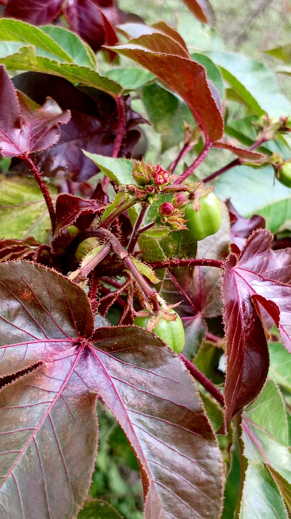 Jatropha gossypiifolia