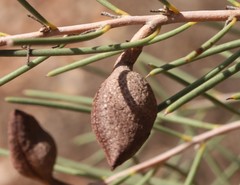 Hakea leucoptera