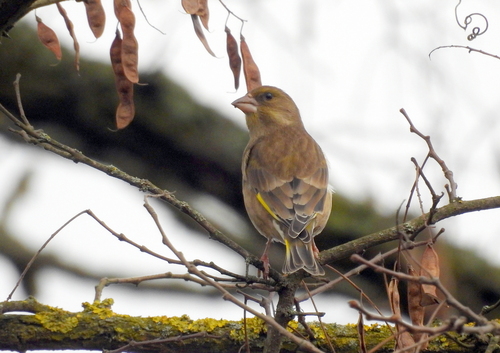 Greenfinch