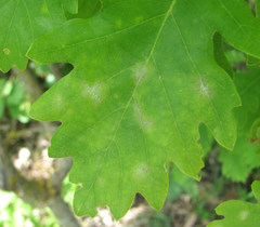 Erysiphe alphitoides