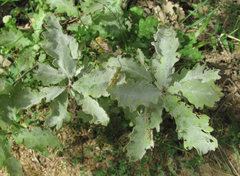 Erysiphe alphitoides