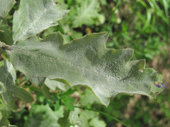 Erysiphe alphitoides