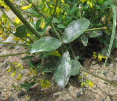 Erysiphe trifoliorum