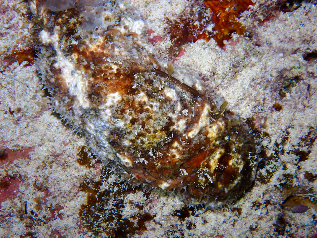 Five-toothed Sea Cucumber