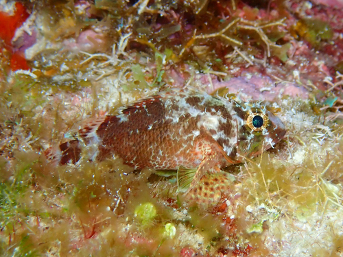 Reef scorpionfish (Scorpaenodes caribbaeus) — Scorpaenidae