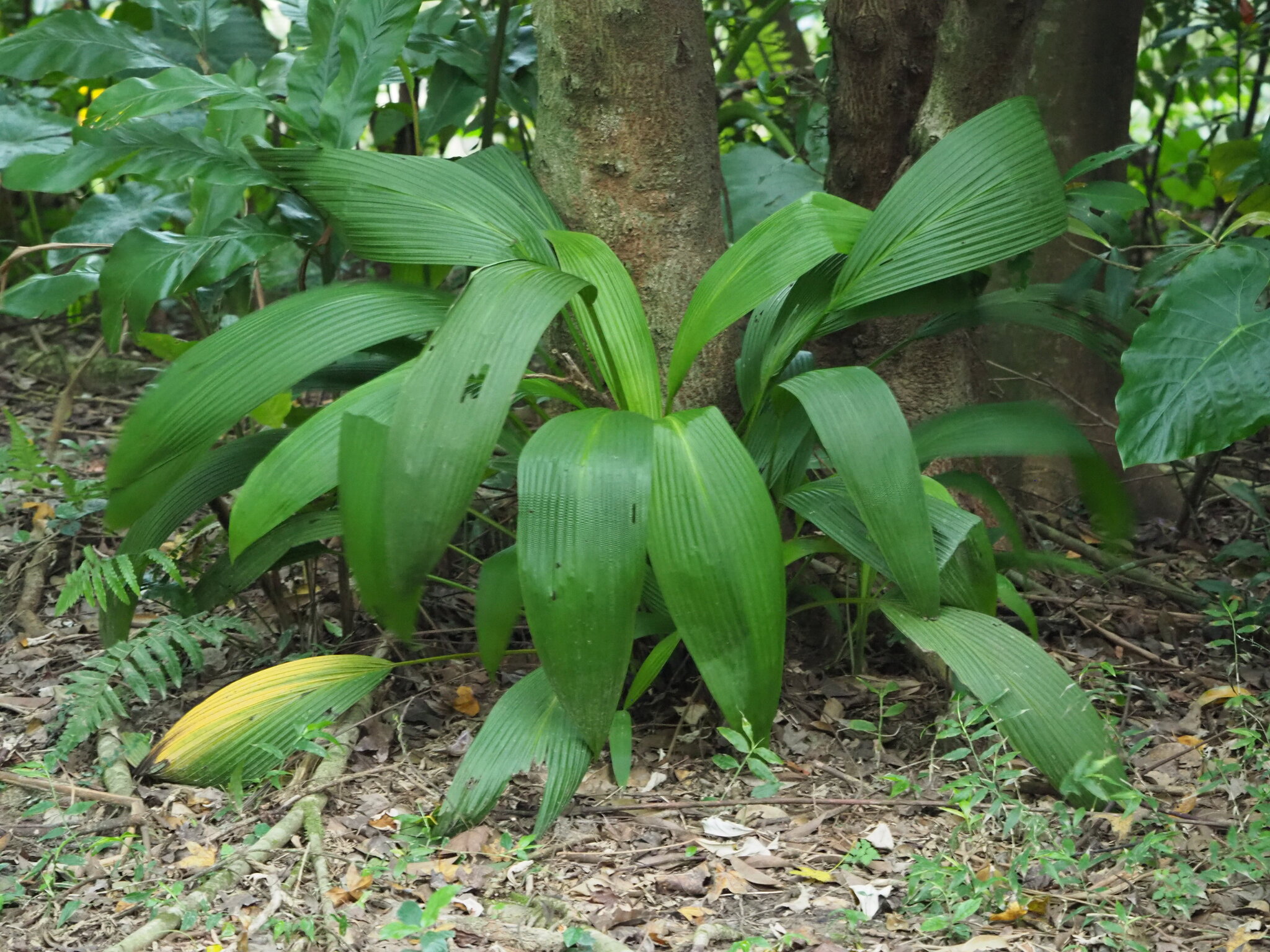 Palm-Grass (Curculigo capitulata)