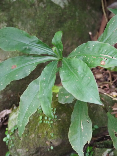 Hispid Amischotolype (Amischotolype glabrata)