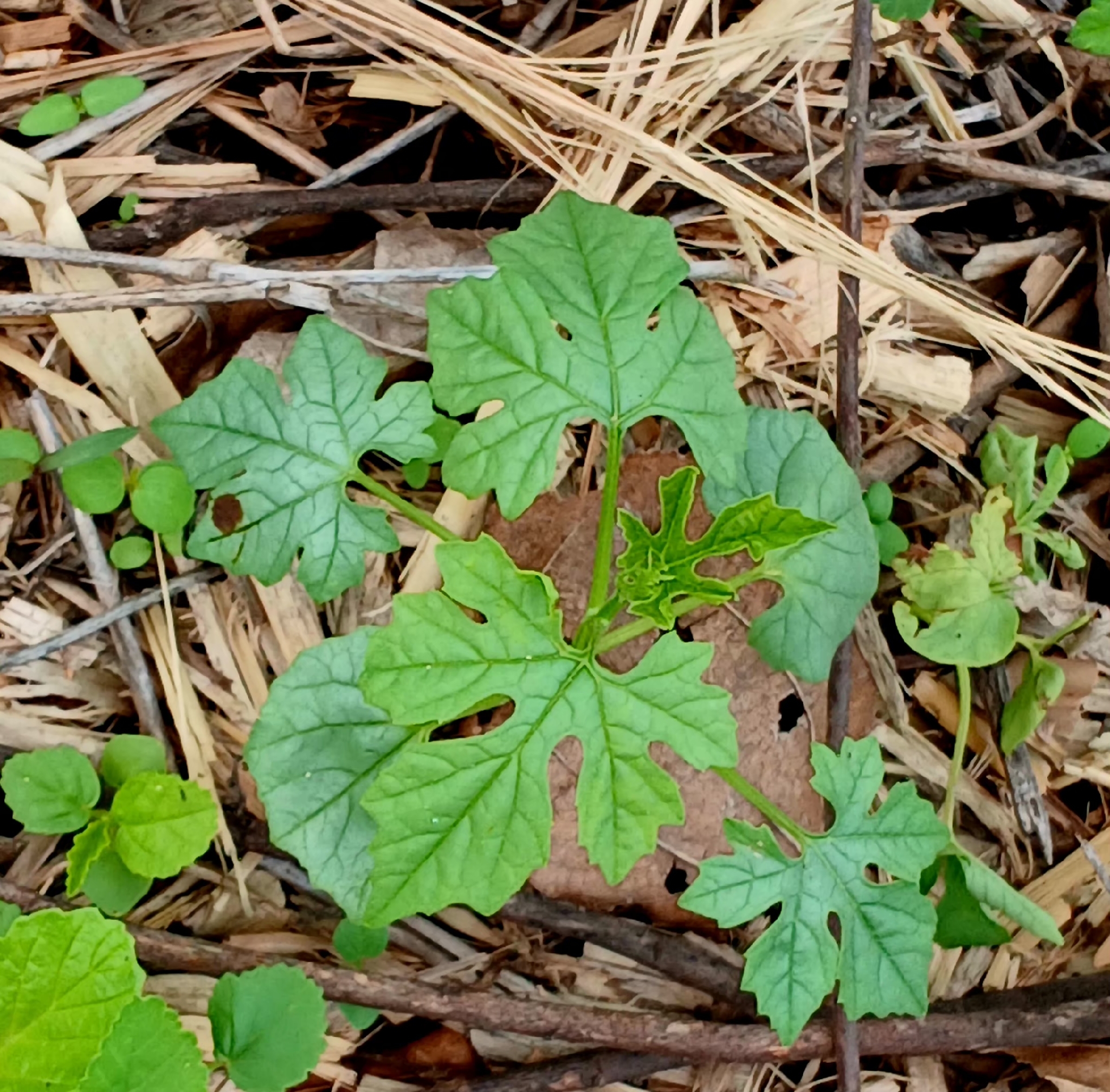 Momordica charantia