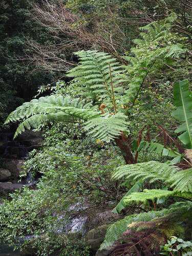 Flying Spider Monkey Tree Fern (Sphaeropteris lepifera)