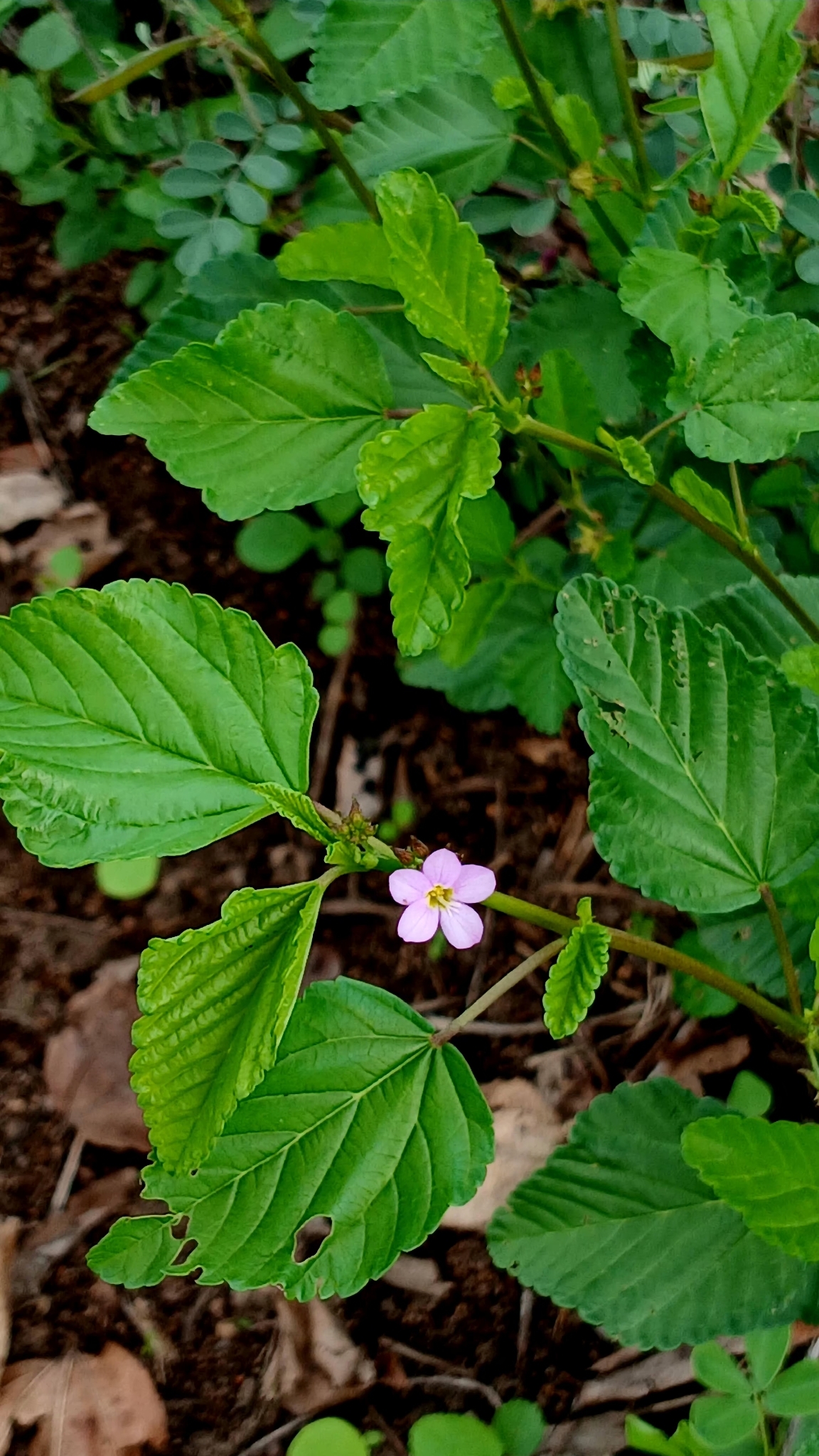 Melochia pyramidata