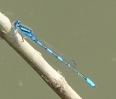 Coenagrion scitulum