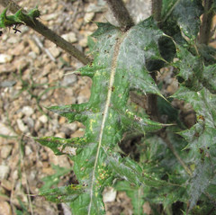 Golovinomyces echinopis