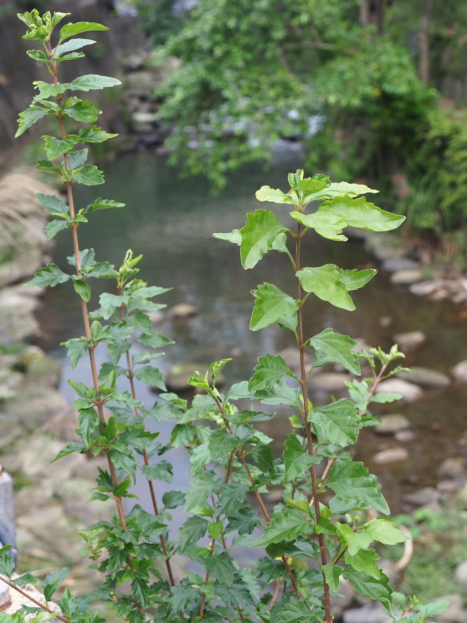 Japanese Premna (Premna microphylla)