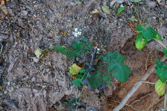 Dryopetalon runcinatum