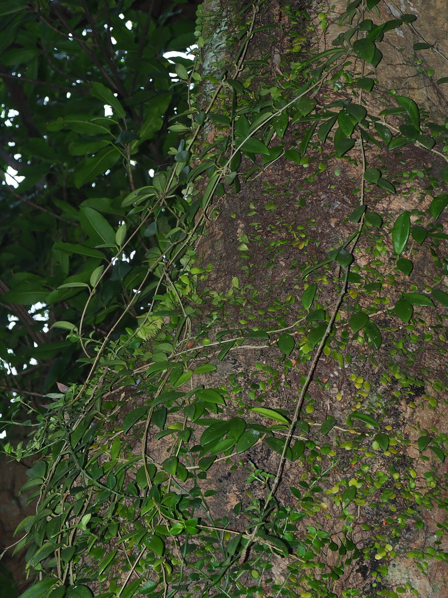 Wax Plant (Hoya carnosa)