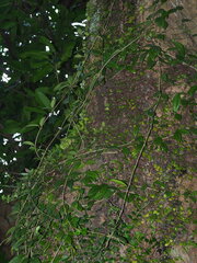 Wax Plant (Hoya carnosa)
