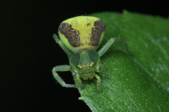 Thomisidae