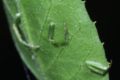 Thomisidae