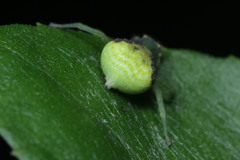 Thomisidae
