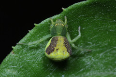Thomisidae