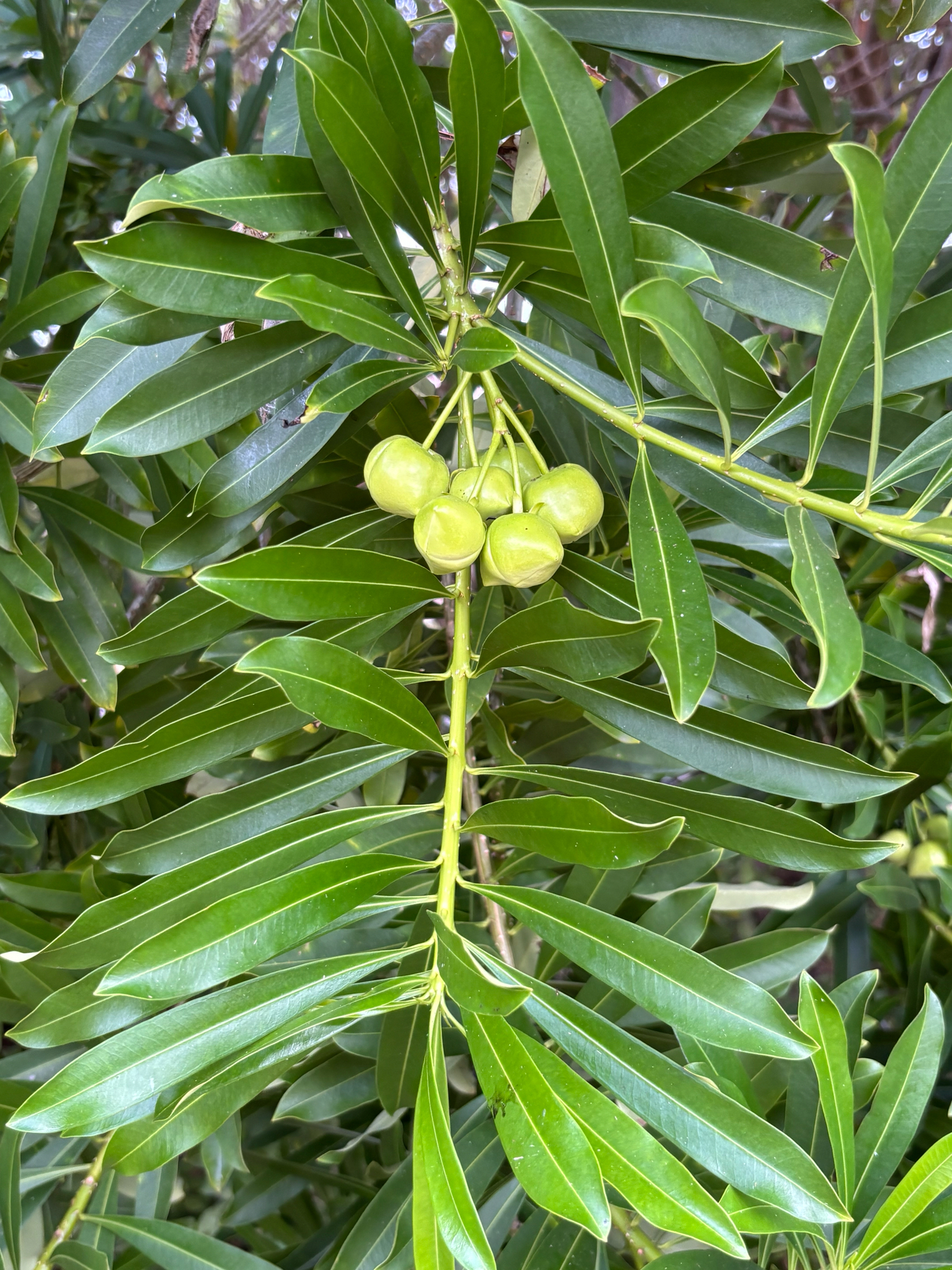 Imagem de Cascabela gaumeri