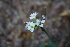 Dryopetalon runcinatum
