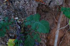 Dryopetalon runcinatum