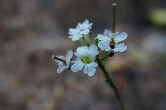 Dryopetalon runcinatum