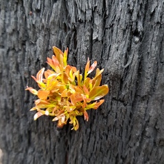 Eucalyptus fastigata