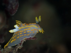 Polycera quadrilineata