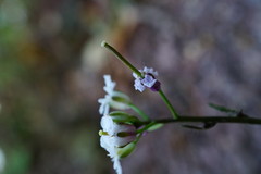 Dryopetalon runcinatum