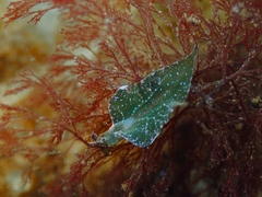 Elysia viridis