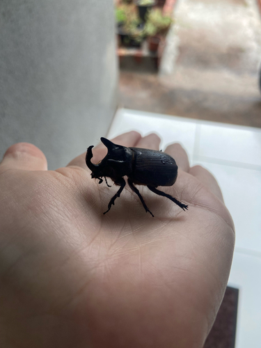 Coelosis bicornis
