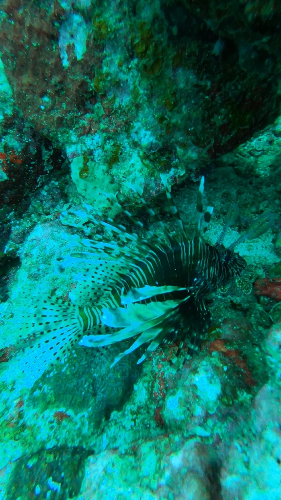 Indian Turkeyfish (Pterois miles)
