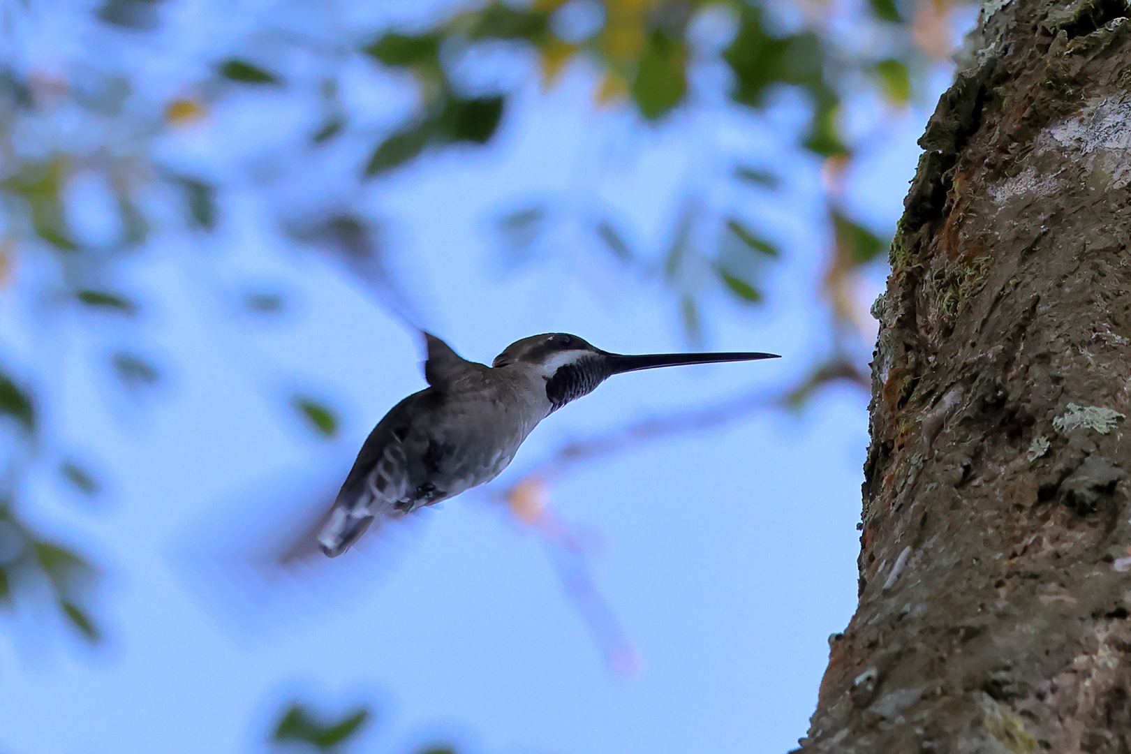 Long-billed Starthroat (Heliomaster longirostris), photo 2