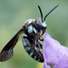 Cloak-and-Dagger Bees - Photo (c) Jeannie, some rights reserved (CC BY-NC), uploaded by Jeannie
