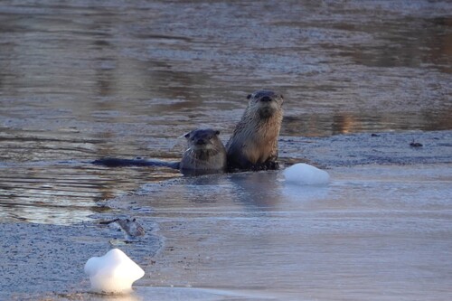 North American River Otter photographed in New Jersey