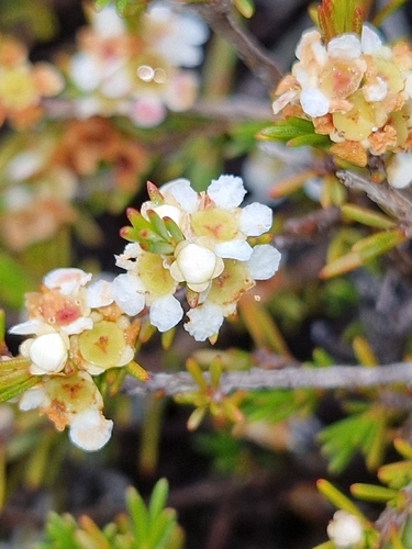Baeckea frutescens
