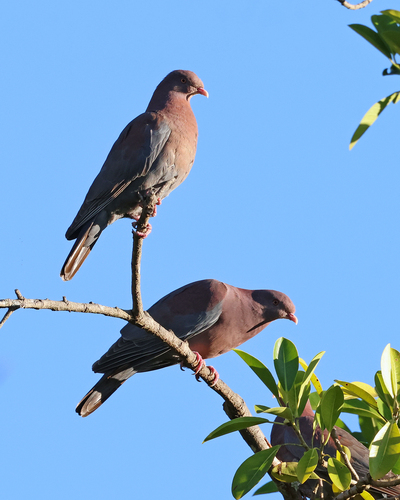 Red-billed Pigeon (Patagioenas flavirostris), photo 10