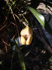 Maxillaria egertoniana