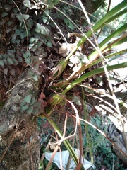 Maxillaria egertoniana