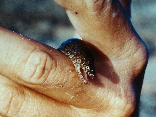 Richardsons murene (Gymnothorax richardsonii) — Muraenidae — 2