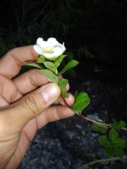 Lindleya mespiloides