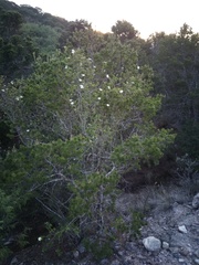 Lindleya mespiloides