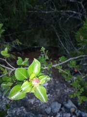 Lindleya mespiloides