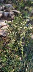 Thymelaea hirsuta