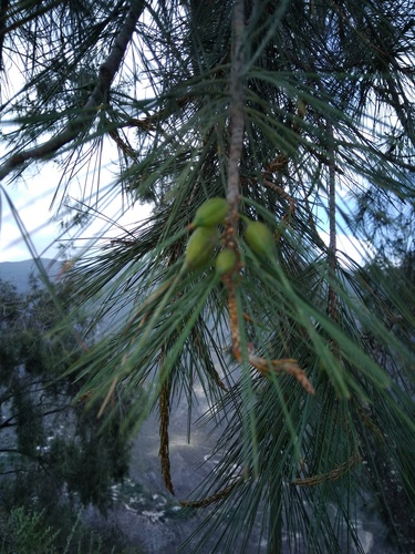 Pince's pinyon pine (Pinus pinceana)