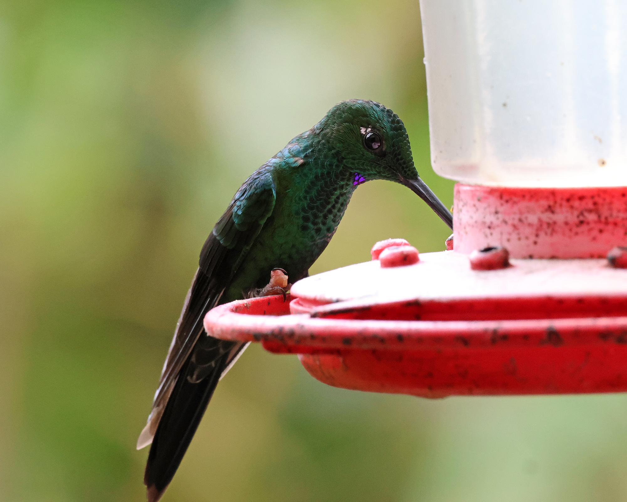 Green-crowned Brilliant (Heliodoxa jacula), photo 9