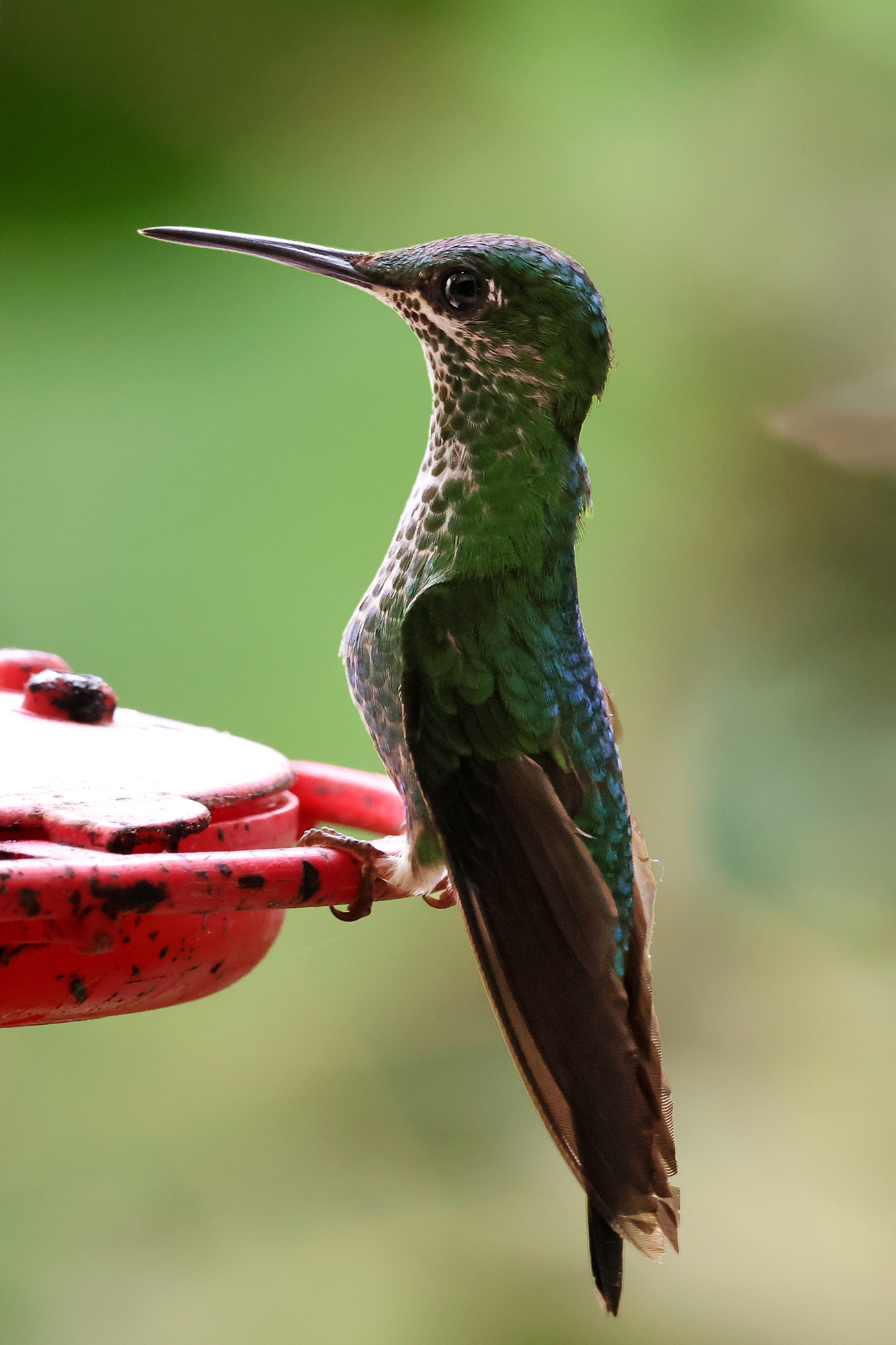 Green-crowned Brilliant (Heliodoxa jacula), photo 10