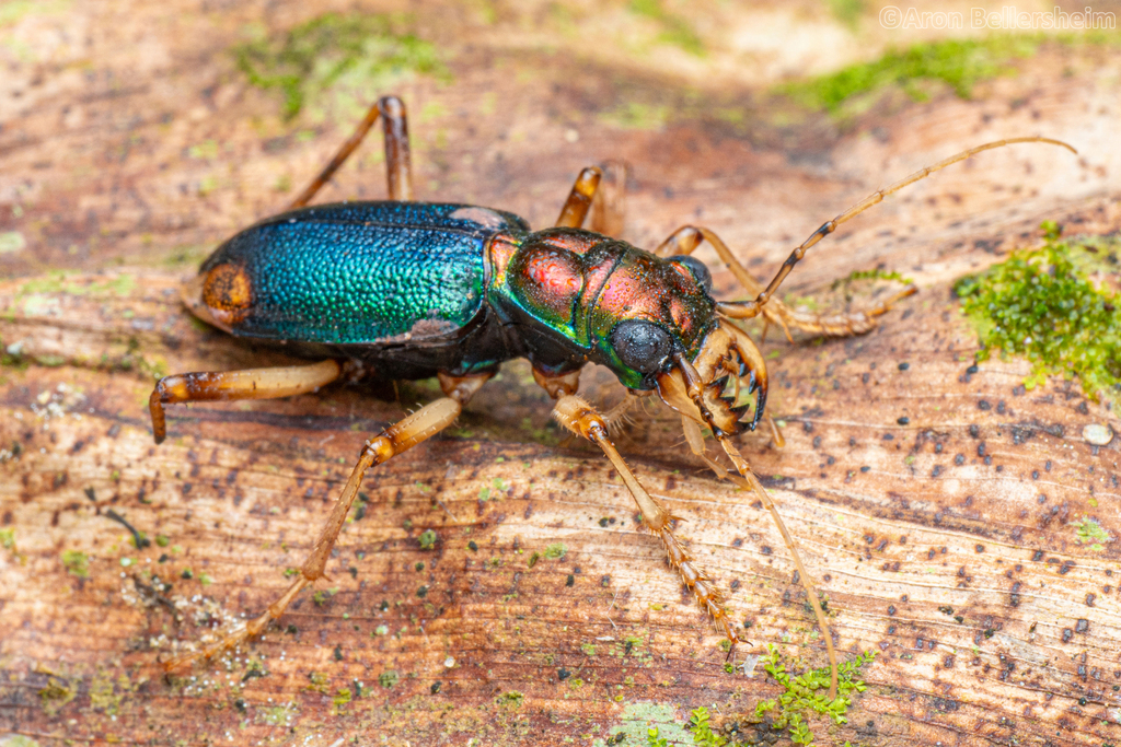 Tetracha spixii